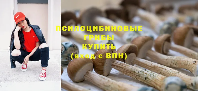 сайты даркнета телеграм  Медынь  Галлюциногенные грибы Psilocybine cubensis  где можно купить наркотик 